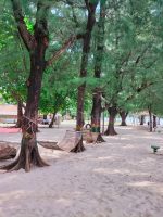 pulau pari (11)